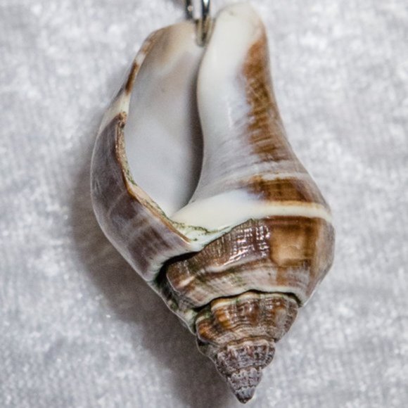 NATURAL Conch Shell Necklace with Chain Gold Tone - Picture 3 of 8